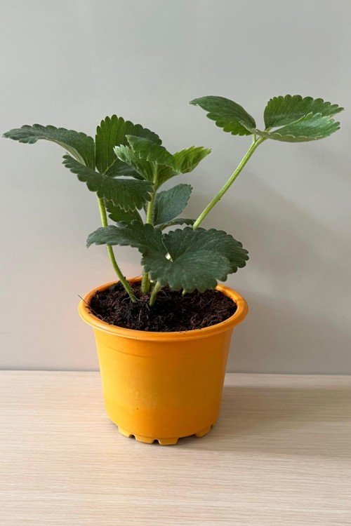 Albion Çilek Fidesi Yediveren