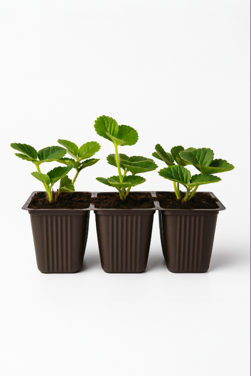 12 Adet Albion Çilek Fidesi Yediveren 6x5,5 cm Viyolde Dikime Hazır