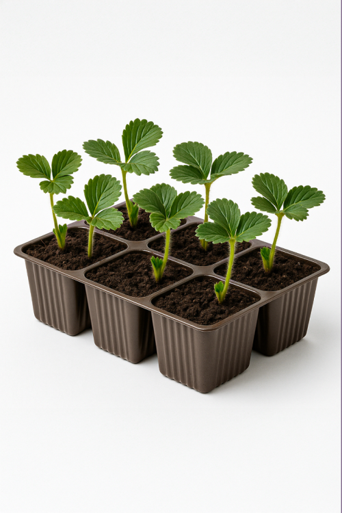 6 Adet Albion Çilek Fidesi Yediveren 6x5,5 cm Viyolde Dikime Hazır