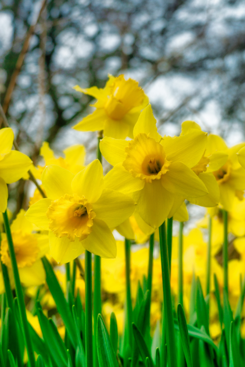 Nergis Fidesi Yabani Nergis Narcissus Pseudonarcissus L. Saksılı 9x7 cm