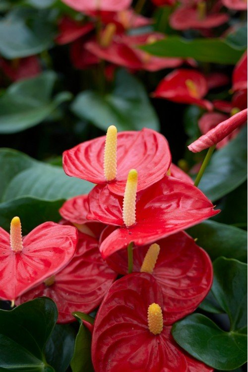 Vasada Anthurium Flamingo Çiçeği Antoryum Anthurium Andreanum