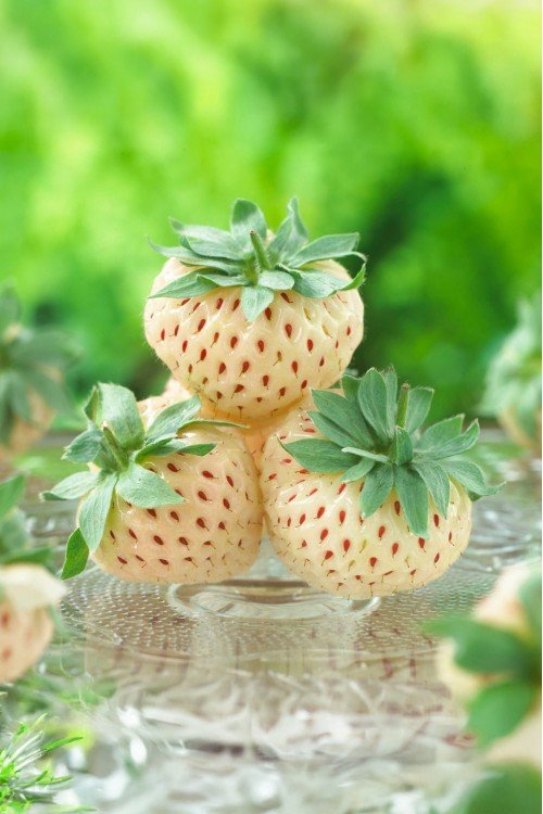 Beyaz Çilek Fidesi Pineberry