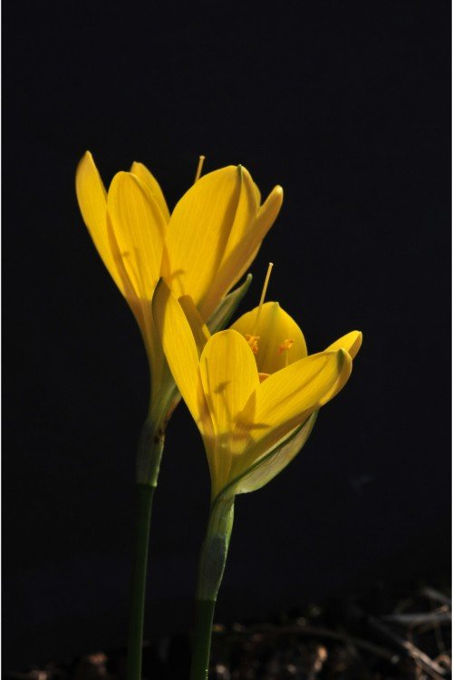 Sonbahar Nergisi Fidesi Sternbergia Lutea (Sarı Sonbahar Çiğdemi)