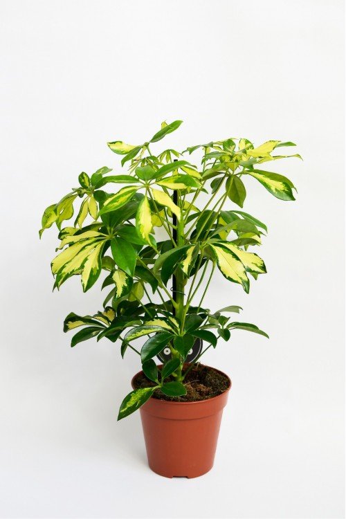 Şeflera Bitkisi Alacalı Şeflera Schefflera Beş Parmak Çiçeği