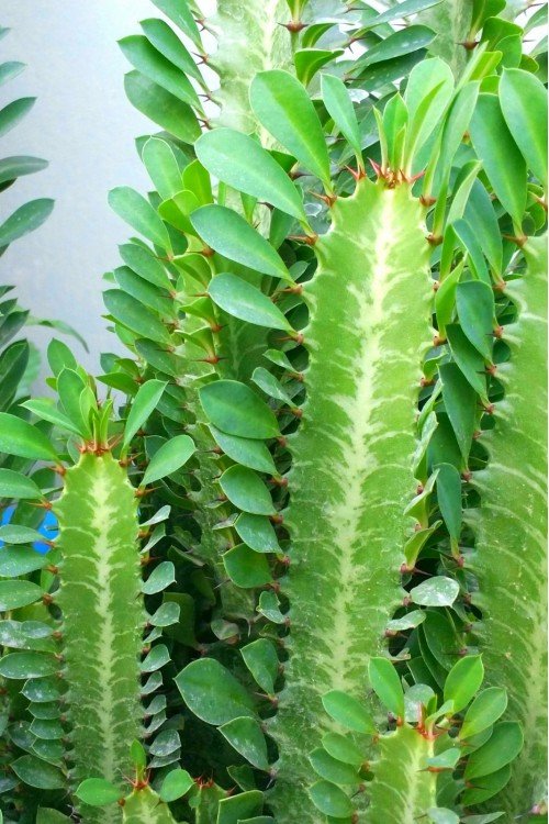 Euphorbia Trigona Yeşil Süt Ağacı
