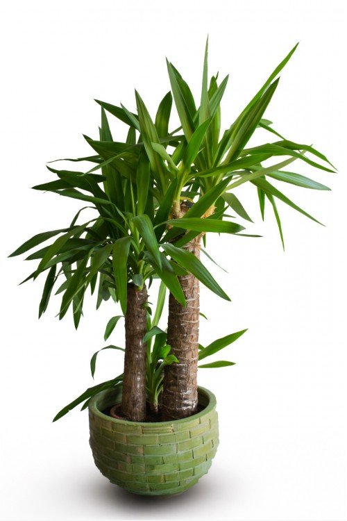 Yuka Çiçeği Tek Gövdeli Yucca Elephantipes Yuka Avize Çiçeği Yuka Çiçeği Tek Gövdeli Yucca Elephantipes Yuka Avize Çiçeği