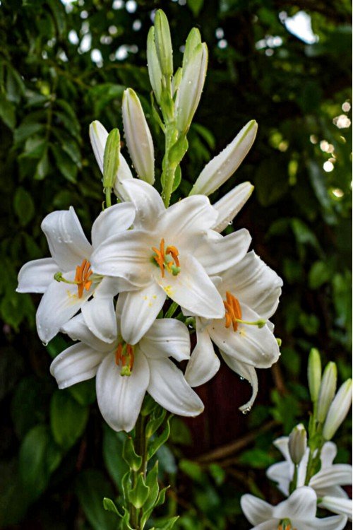 Beyaz Zambak Fidesi Lilium Candidum (Madonna Lily) Ak Zambak Fidesi